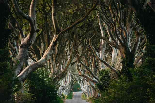 What You Can Expect From Game of Thrones Tours In Belfast